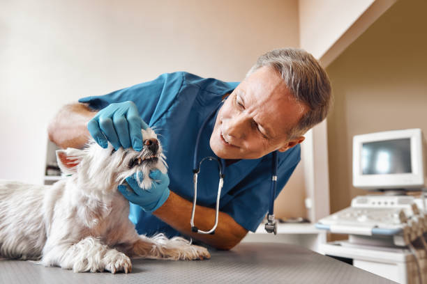 Best Emergency Dental Care for Abscessed Tooth in Rolesville, NC